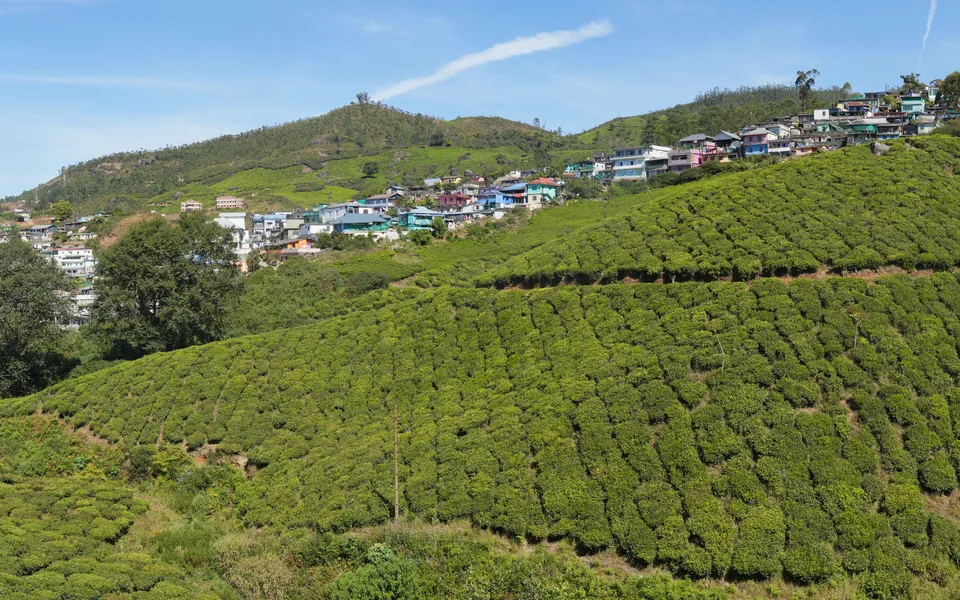 Tea plantations covering the hills around Munnar.