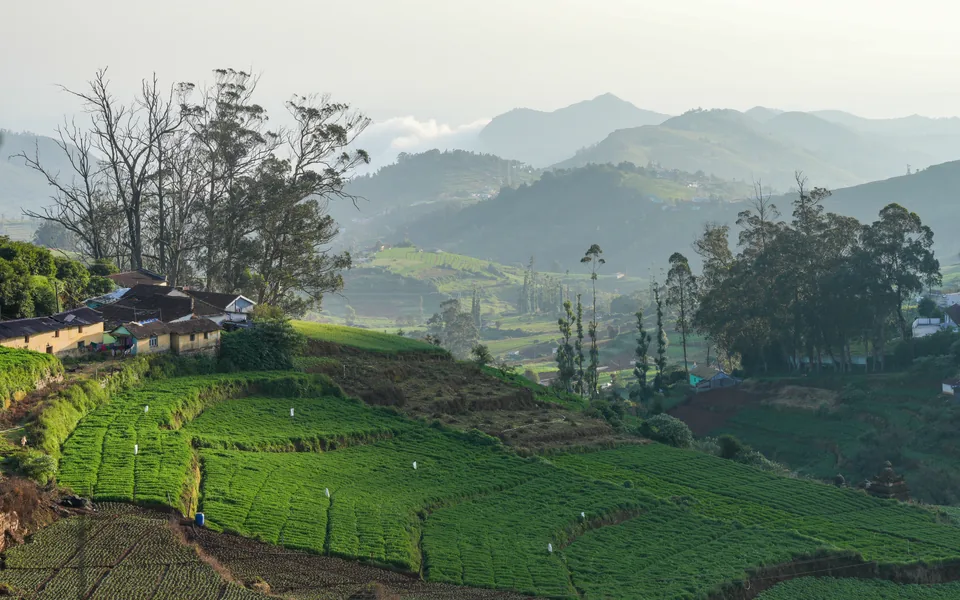 Green fields and hazy mountain ranges near Ooty in the Nilgiris.
